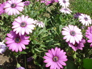 African Daisy Astra Violet (2010, Apr.24)