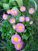 Bellis perennis (2010, April 28)
