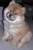 chow-chow[1]