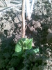 hortensie roz