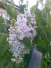 liliac alb batut