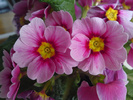 Primula