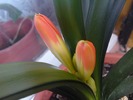 Clivia 2010