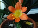 Clivia