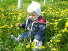 culege flori