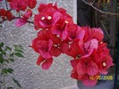 100_4525 Bougainvillea  spectabilis