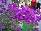 100_4526 Bougainvillea spectabilis