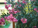 DSC00363 Nerium oleander