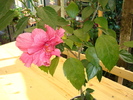 DSC01092 Hibiscus rosa-sinensis