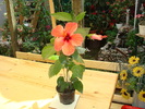 DSC01094 Hibiscus rosa -sinensis