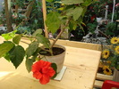 DSC01095 Hibiscus rosa-sinensis