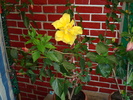 DSC00089 Hibiscus rosa-sinensis