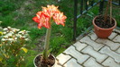 DSC00808 Amaryllis belladona