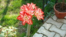 DSC00810 Amaryllis beladona