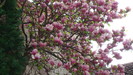 DSC00812 Magnolia sargentiana