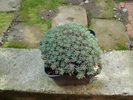 DSC00886 Sedum forterianum