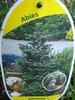 Abies koreana_Korean Fir