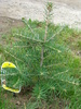 Korean Fir (2010, April 25)