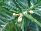 Korean Fir (2010, April 29)