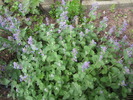 Nepeta - Iarba matei 27 apr 2010