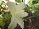 Floare rhodo 28 apr 2010 (2)