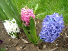Hyacinths Trio (2010, April 15)