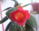 kohleria eriatha inflorita