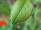 Rose leaves (2010, April 17)