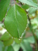 Rose leaves (2010, April 17)