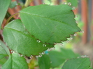 Rose leaves (2010, April 17)
