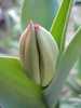 Tulip_Lalea (2010, April 18)