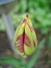 Tulip_Lalea (2010, April 20)