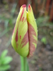TBV Tulip_Lalea (2010, April 20)