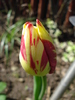 TBV Tulip_Lalea (2010, April 21)