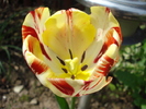 TBV Tulip_Lalea (2010, April 24)