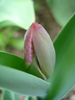 Tulip_Lalea (2010, April 25)