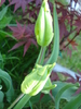 Tulipa Parrot (2010, April 26)