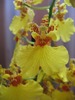 oncidium