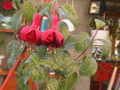 Picture 017