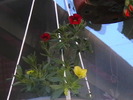 Picture 018