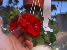 Picture 019