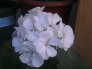 Picture 021