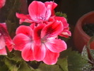 Picture 022