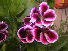 Picture 024