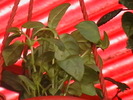 Picture 037