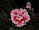 gloxenie roz batut - 29.04.2010