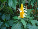 DSC01408 Pachystachys lutea