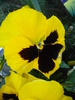 Swiss Giant Yellow Pansy (2010, Apr.29)