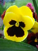 Swiss Giant Yellow Pansy (2010, Apr.29)