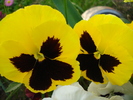 Swiss Giant Yellow Pansy (2010, Apr.29)